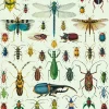 Bugs & Insects plakat