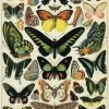 Butterflies (Papillons) plakat