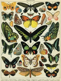 Butterflies (Papillons) plakat