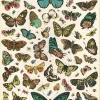 Butterfly chart plakat (Nos bons papillons)