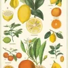 Citrus plakat