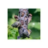 CJ Wildlife Singing Friend Sam fedtkugleholder – 100 % genbrug