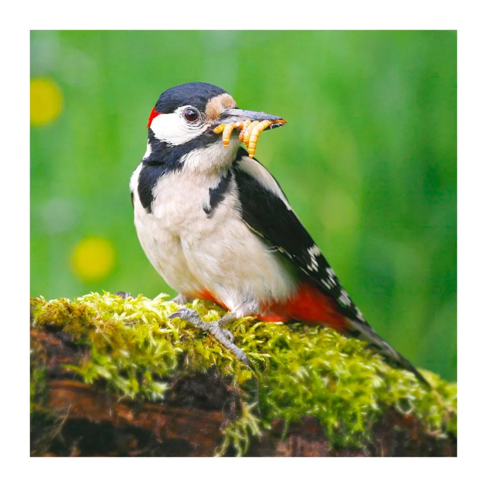 CJ Wildlife Tørrede melorme 50 gram