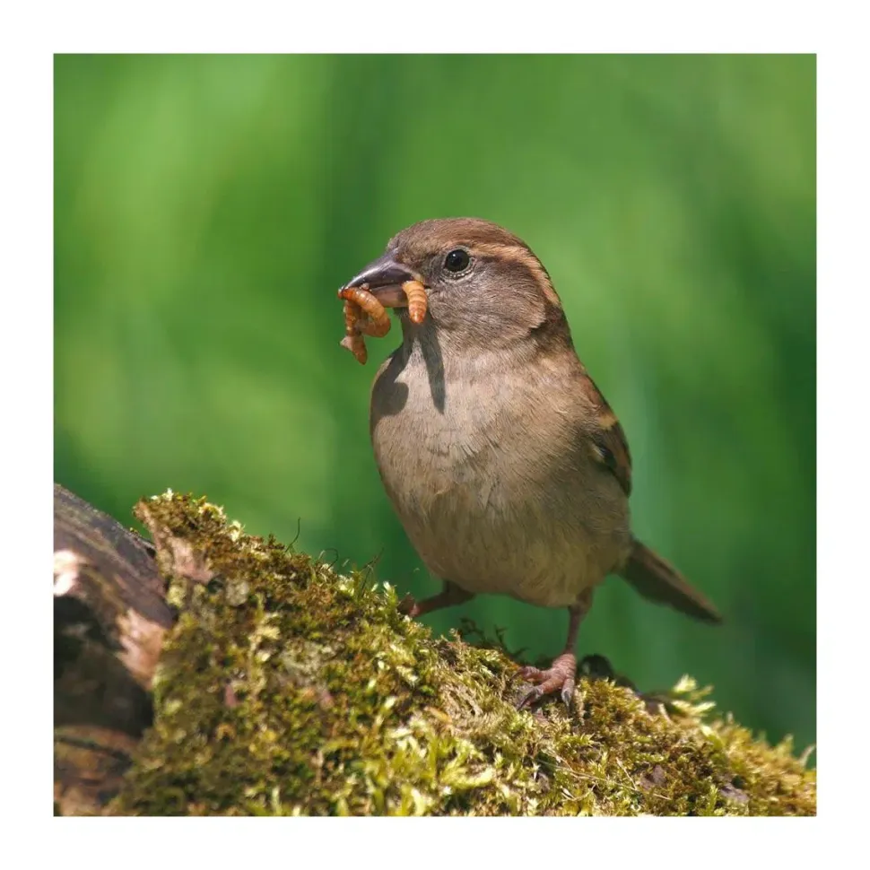 CJ Wildlife Tørrede melorme 50 gram