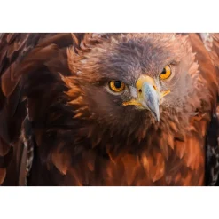 DOF BirdLife Golden Eagle 35-70x100mm + DOF BirdLife K3323C stativsæt + DOF BL rensesæt | teleskop