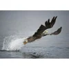 DOF BirdLife White-Tailed Eagle 25-50x82mm | teleskop
