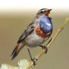 Europe’s Birds | Bog