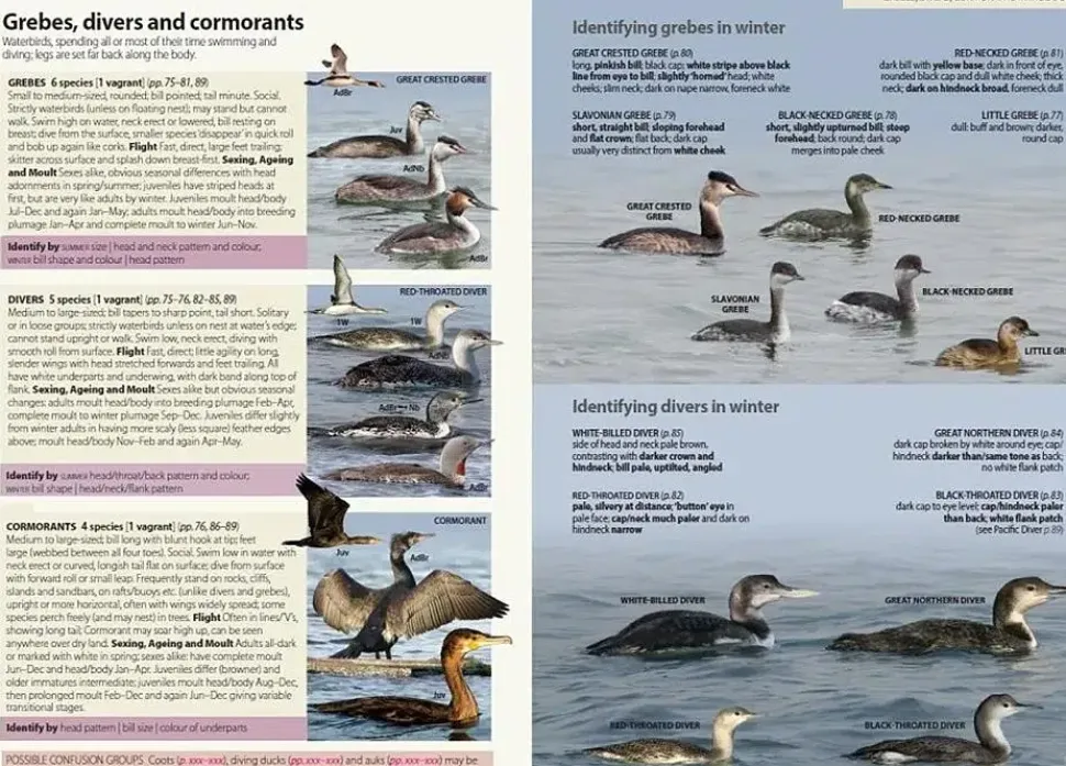 Europe’s Birds | Bog