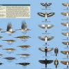 Flight Identification of European Passerines and Select Landbirds | Bog