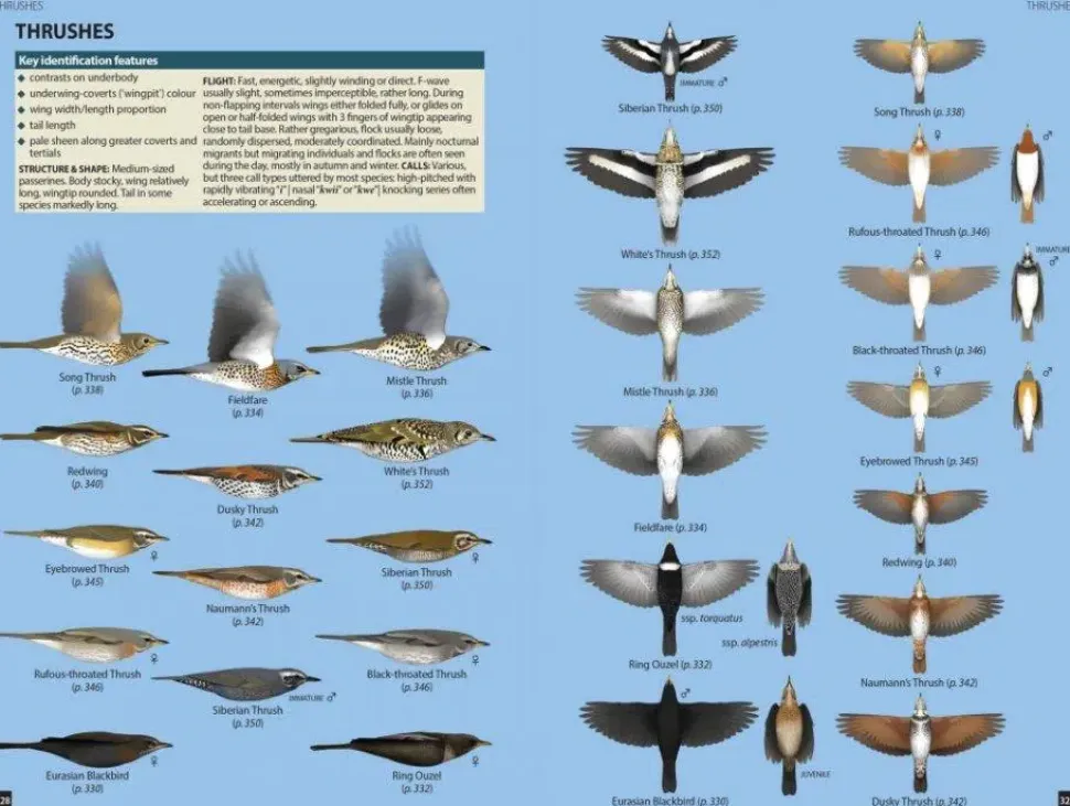 Flight Identification of European Passerines and Select Landbirds | Bog