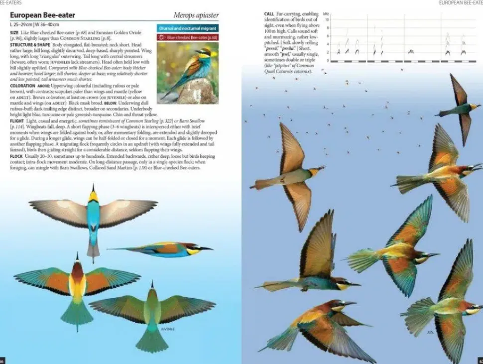 Flight Identification of European Passerines and Select Landbirds | Bog