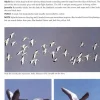Flight Identification of European Seabirds | Bog