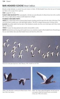 Flight Identification of European Seabirds | Bog