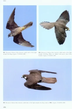Flight Identification of Raptors of Europe, North Africa and the Middle East | Bog