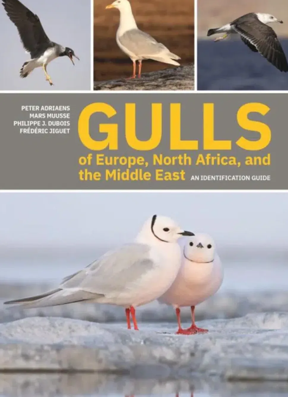 Gulls of Europe, North Africa and the Middle East: An identification guide | Bog