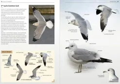 Gulls of Europe, North Africa and the Middle East: An identification guide | Bog