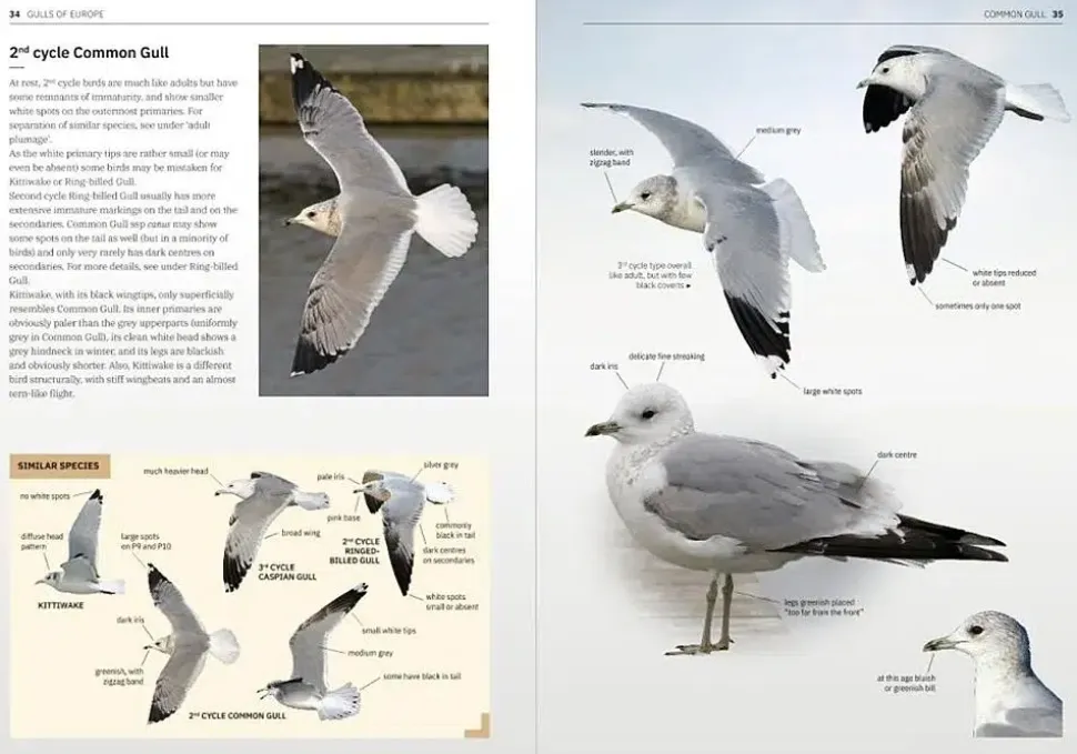 Gulls of Europe, North Africa and the Middle East: An identification guide | Bog