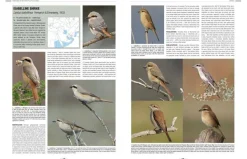 Handbook of Western Palearctic Birds: Passerines – 2 bindsværk af Hadoram Shirihai & Lars Svensson | Bog
