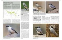 Handbook of Western Palearctic Birds: Passerines – 2 bindsværk af Hadoram Shirihai & Lars Svensson | Bog