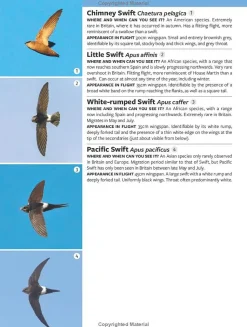 Identifying Migratory Birds by Sound in Britain and Europe | Bog