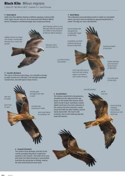 ID Handbook of European Birds | Bog i to bind
