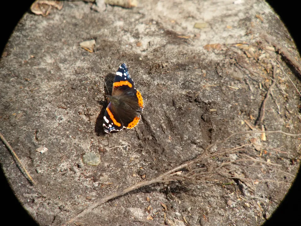 iPhone digiscoping adapter – Kowa TSN – Otterbox