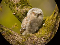 iPhone digiscoping adapter – Kowa TSN – Otterbox