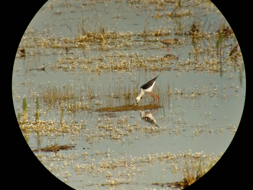 iPhone digiscoping adapter – Kowa TSN – Otterbox