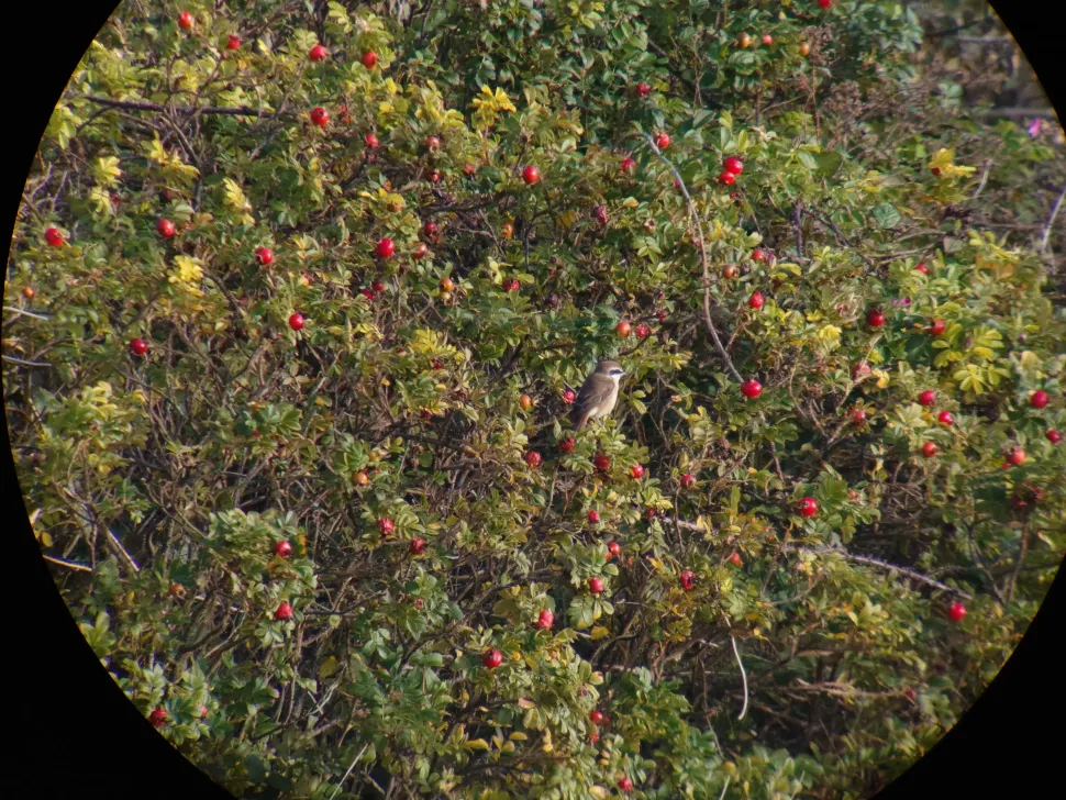 iPhone digiscoping adapter – Kowa TSN – Otterbox