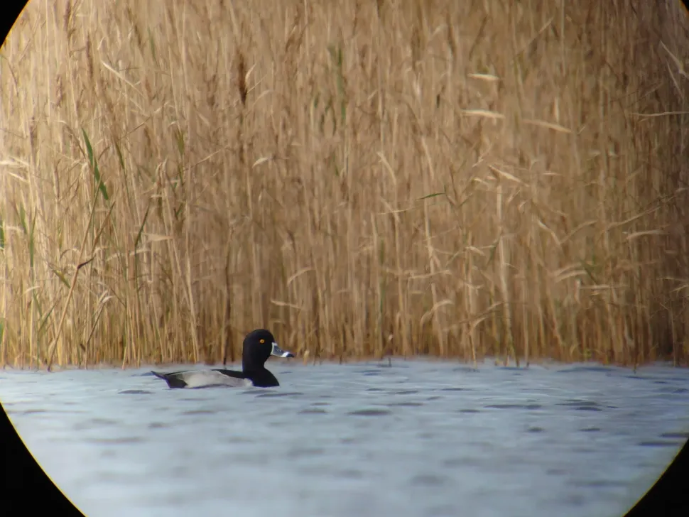iPhone digiscoping adapter – Kowa TSN – Otterbox