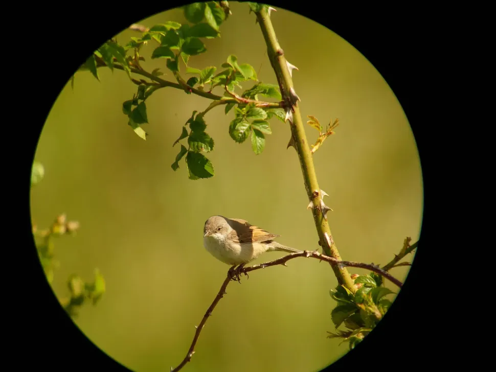 iPhone digiscoping adapter – Kowa TSN – Otterbox