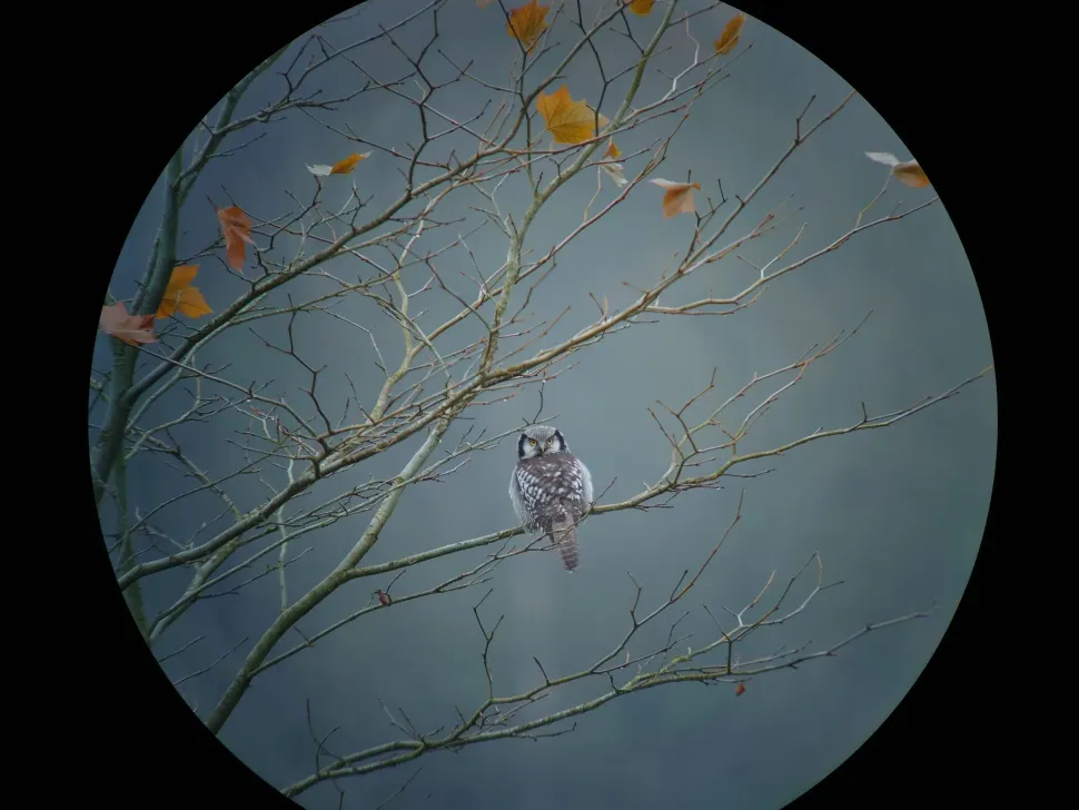 iPhone digiscoping adapter – Kowa TSN – Otterbox