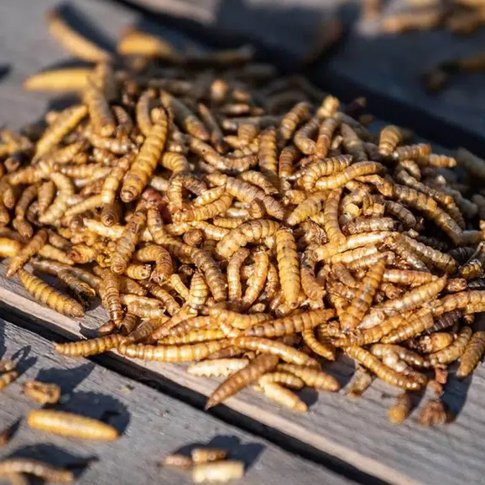 Kalciumorme og tørrede melormeblanding 700g