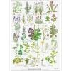 Krydderurter – A2 Plakat malet af Kirsten Tind