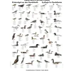 Kystfugle i Nordatlanten – plakat