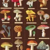 Les Champignons plakat