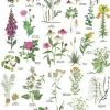 Lægeplanter – A2 Plakat malet af Kirsten Tind