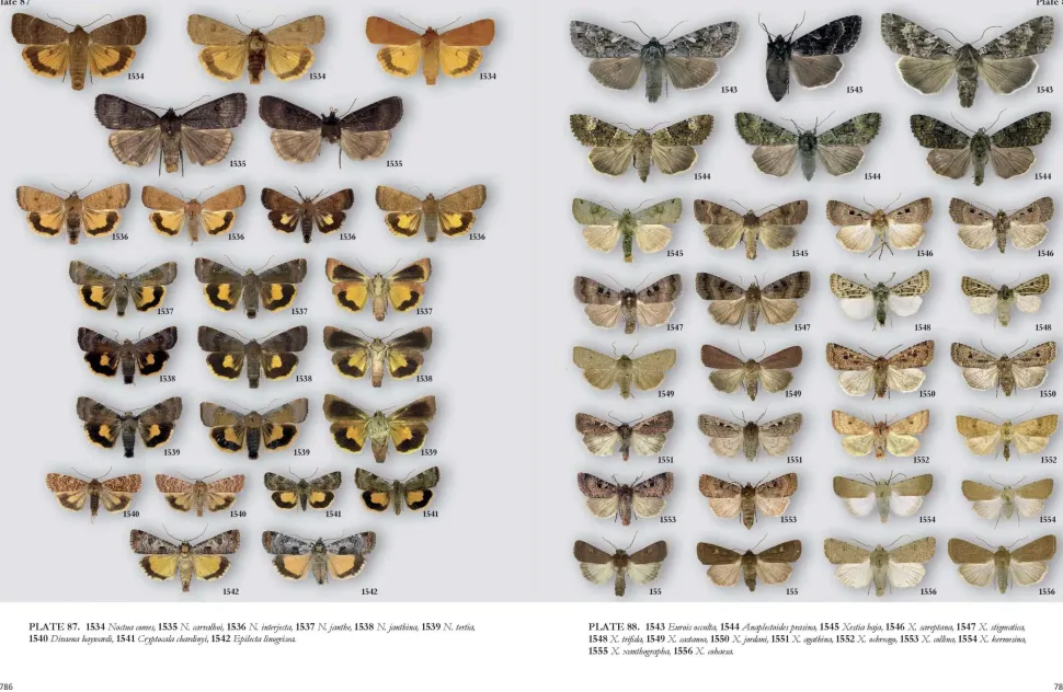 Noctuidae Europaeae – Europas natsommerfugle | Bog