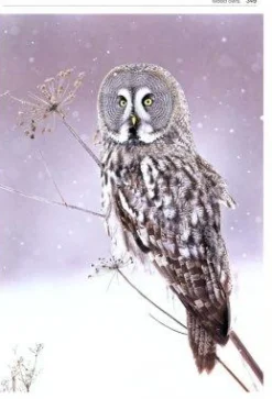 Owls of the World | Bog