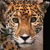 Pantanal Wildlife: A Visitors Guide to Brazil’s Great Wetland | Rejseguide