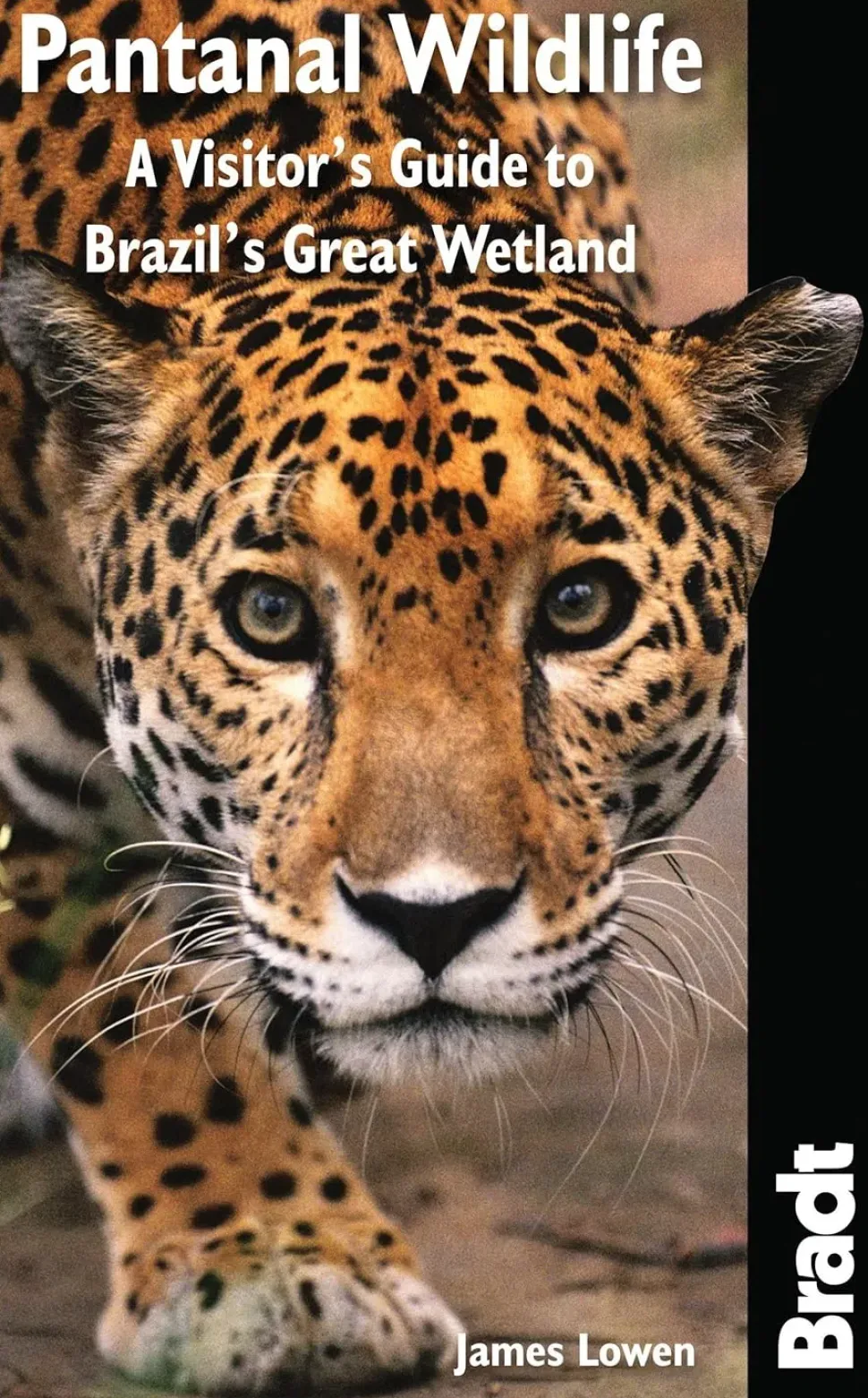 Pantanal Wildlife: A Visitors Guide to Brazil’s Great Wetland | Rejseguide