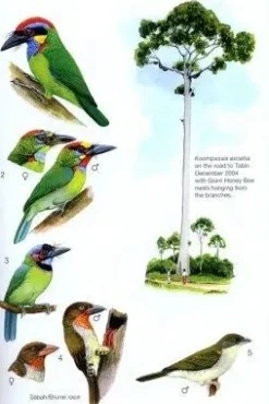 Phillipps’ Field Guide to the Birds of Borneo | Bog