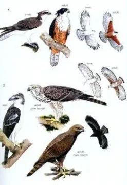 Phillipps’ Field Guide to the Birds of Borneo | Bog