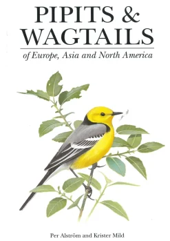 Pipits and wagtails | Bog