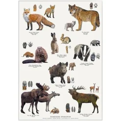 Plakat Nordiske dyrespor A4