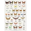 Plakat Sommerfugle A4