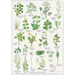 Plakat Spiselige vilde planter A4