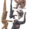 Primates of the World : An Illustrated Guide | Bog