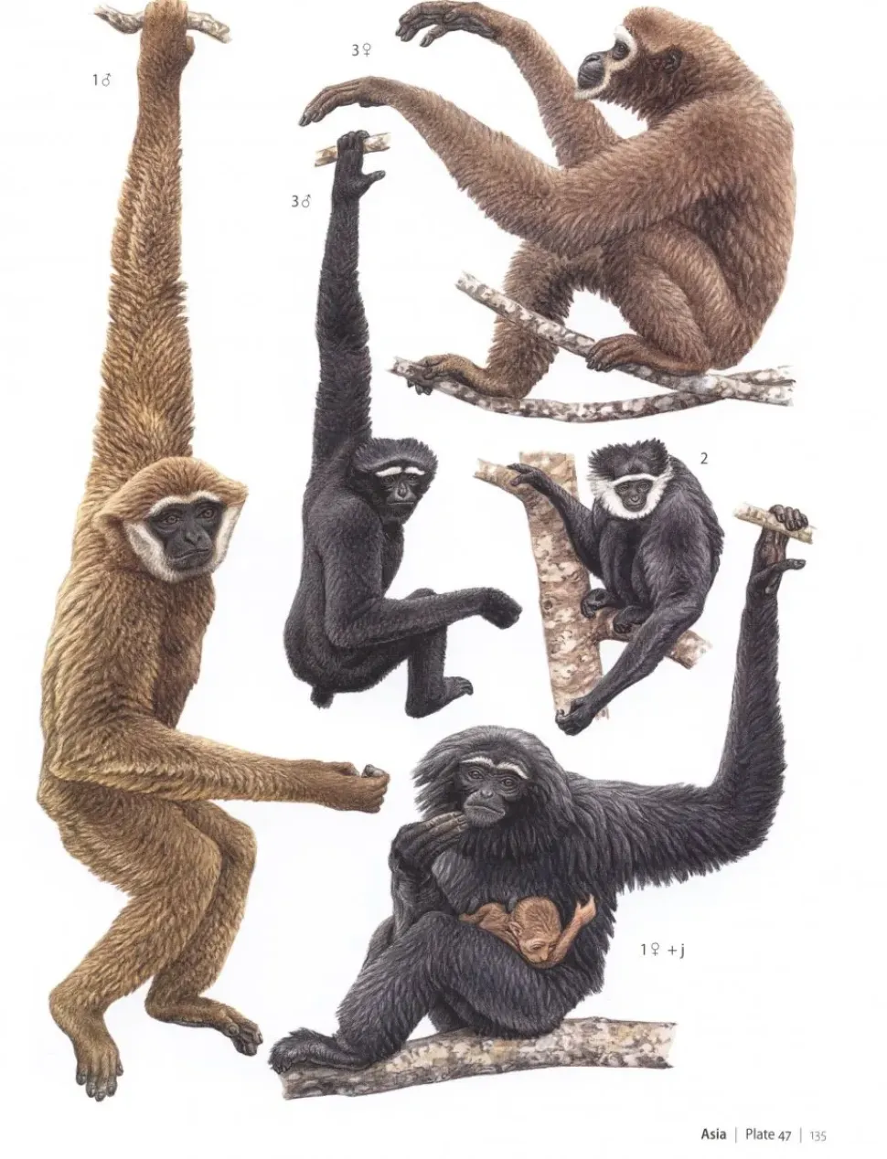 Primates of the World : An Illustrated Guide | Bog