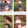 Reed and Bush Warblers | Bog